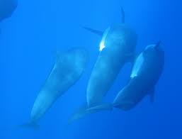 Image result for Globicephala melas