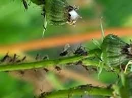 Attēlu rezultāti vaicājumam “Uroleucon hypochoeridis”