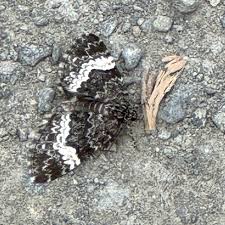 Attēlu rezultāti vaicājumam “Spargania luctuata”