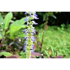 Image result for Colenorton Dragons