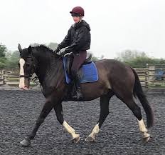Image result for Porlock Vale Riding School