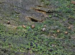 Attēlu rezultāti vaicājumam “Enteridium variabile”