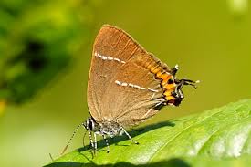 Attēlu rezultāti vaicājumam “Satyrium w-album”