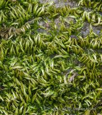 Attēlu rezultāti vaicājumam “Homalothecium sericeum”