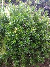 Attēlu rezultāti vaicājumam “Polytrichastrum formosum sporophyte”