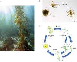 Attēlu rezultāti vaicājumam “Serpoleskea subtilis sporophyte”