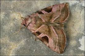 Attēlu rezultāti vaicājumam “Eucarta virgo”