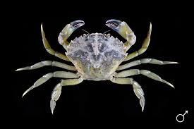 Image result for Carcinus maenas