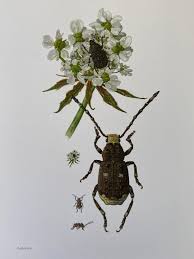 Attēlu rezultāti vaicājumam “Anthribidae”