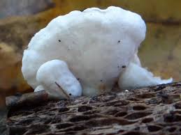 Attēlu rezultāti vaicājumam “Crepidotus versutus”