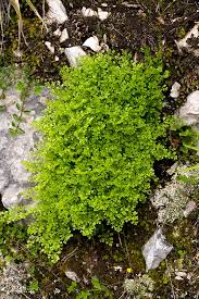 Attēlu rezultāti vaicājumam “Asplenium ruta-muraria”