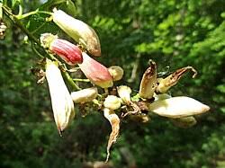 Attēlu rezultāti vaicājumam “Taphrina padi”