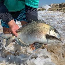 Image result for Petrus rupestris