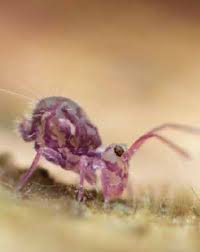 Attēlu rezultāti vaicājumam “Symphypleona”