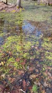 Attēlu rezultāti vaicājumam “Syntrichia virescens”