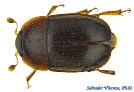 Attēlu rezultāti vaicājumam “Nitidulidae”