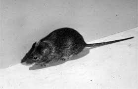 Attēlu rezultāti vaicājumam “Muridae”