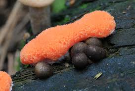 Attēlu rezultāti vaicājumam “Tubifera ferruginosa (subsp. ferruginosa)”