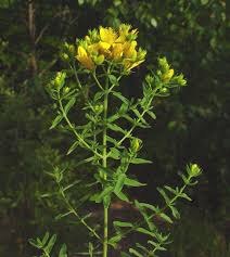 Image result for Hypericum perforatum