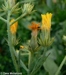 Attēlu rezultāti vaicājumam “Crepis biennis leaf”