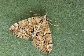 Attēlu rezultāti vaicājumam “Thera variata”