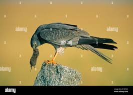 Attēlu rezultāti vaicājumam “Circus pygargus adult”