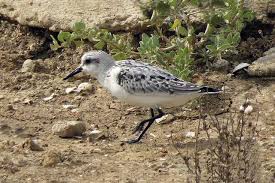 Attēlu rezultāti vaicājumam “Calidris alba”