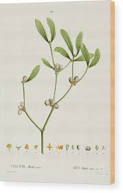 Attēlu rezultāti vaicājumam “Viscum album”