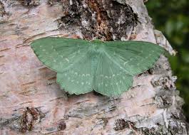 Attēlu rezultāti vaicājumam “Geometra papilionaria”