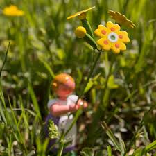 Image result for Himmelschlüssel