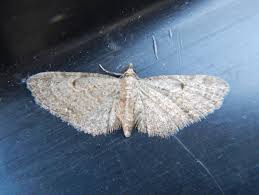 Attēlu rezultāti vaicājumam “Eupithecia tenuiata”