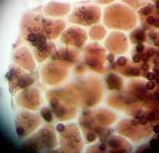 Attēlu rezultāti vaicājumam “Didymium proximum macro”