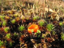 Attēlu rezultāti vaicājumam “Octospora splachnophila”