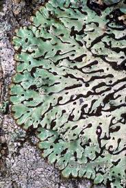 Attēlu rezultāti vaicājumam “Menegazzia terebrata”