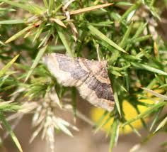 Attēlu rezultāti vaicājumam “Xanthorhoe spadicearia”