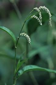 Attēlu rezultāti vaicājumam “Persicaria lapathifolia leaf”