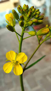 Attēlu rezultāti vaicājumam “Sinapis arvensis flower”