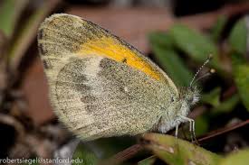 Attēlu rezultāti vaicājumam “Pieridae”