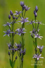 Attēlu rezultāti vaicājumam “Swertia perennis”