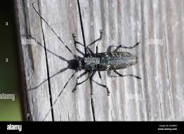 Attēlu rezultāti vaicājumam “Monochamus sutor”