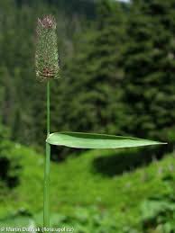 Attēlu rezultāti vaicājumam “Phleum phleoides fruit”