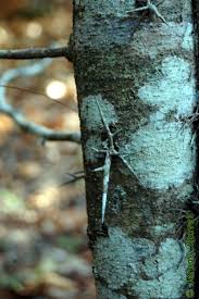 Attēlu rezultāti vaicājumam “Gleditsia triacanthos bud”