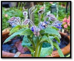Attēlu rezultāti vaicājumam “Borago officinalis leaf”