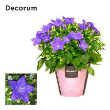 Image result for Campanula isophylla