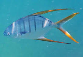 Image result for Calamus bajonado