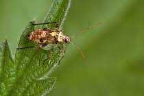 Attēlu rezultāti vaicājumam “Rhabdomiris striatellus”