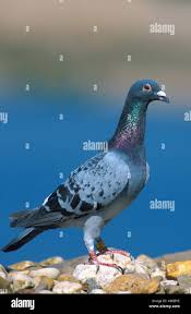 Attēlu rezultāti vaicājumam “Columba livia f. domestica”