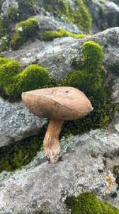 Attēlu rezultāti vaicājumam “Porphyrellus porphyrosporus”