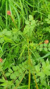 Attēlu rezultāti vaicājumam “Poterium sanguisorba flower”