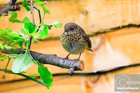 Attēlu rezultāti vaicājumam “Erithacus rubecula juvenile”